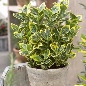 Euonymus japonicus Ovatus Aureus