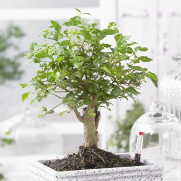 Ligustrum bonsai