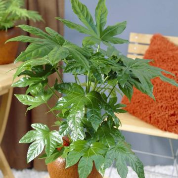 Fatsia japonica