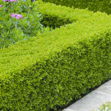 Buxus sempervirens haag