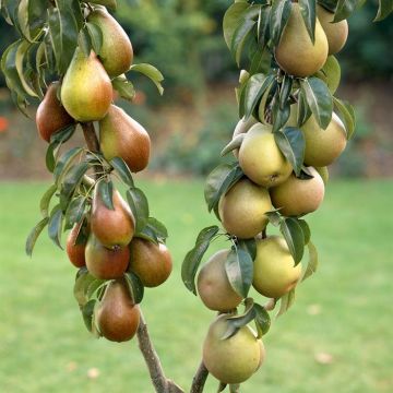 Pyrus communis Duo