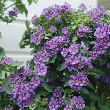 Solanum rantonnetii