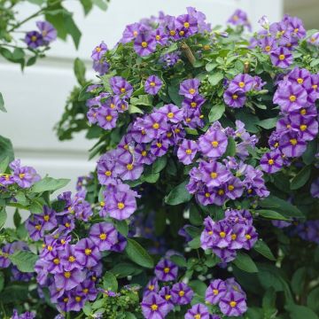 Solanum rantonnetii
