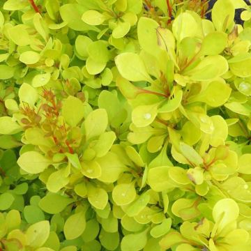 Berberis thunbergii Golden Torch 20170504-1.JPG