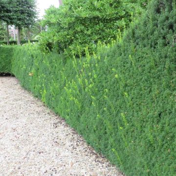 Taxus media Hicksii 20170803-3.JPG