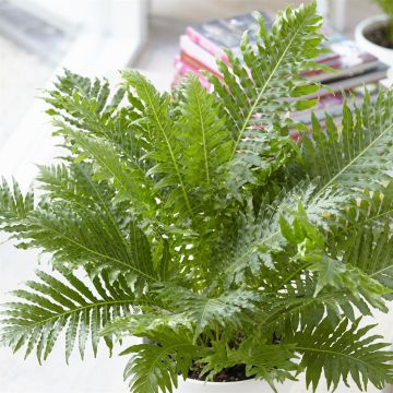 Blechnum gibbum Silver Lady