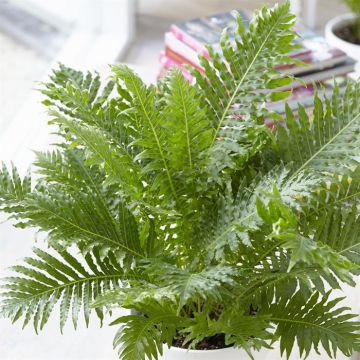 Blechnum gibbum Silver Lady