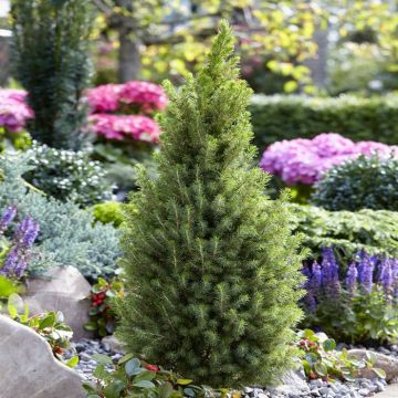 Picea glauca Perfecta