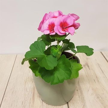 Pelargonium zonale bicolor.jpg