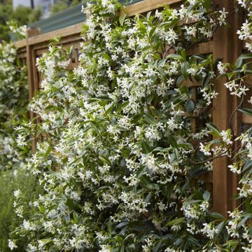 Trachelospermum jasminoides