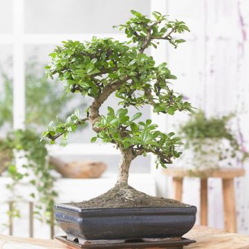 bonsai Carmona