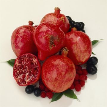 Punica granatum