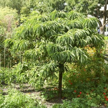 Castanea sativa