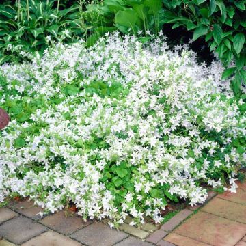 Campanula posch