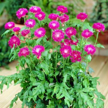 Centaurea dealbata