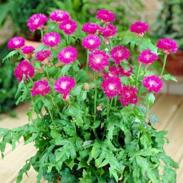 Centaurea dealbata