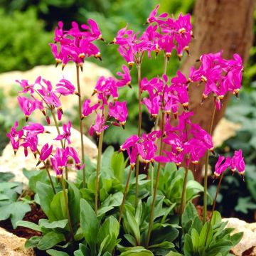 Dodecatheon meadia