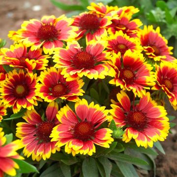 Gaillardia ar Arizona Sun