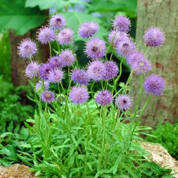 Jasione laevis