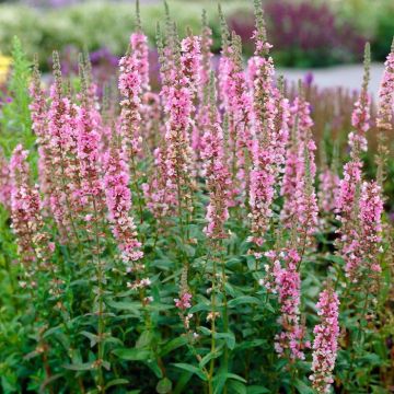 Lythrum salBlush