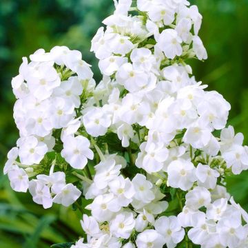 Phlox Fujiyama