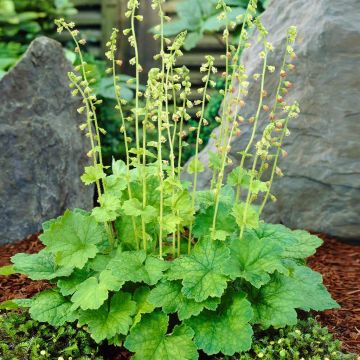 Tellima grandiflora