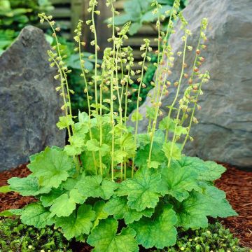 Tellima grandiflora
