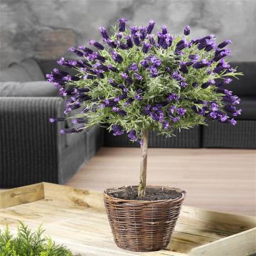 Lavandula Stam (mail)