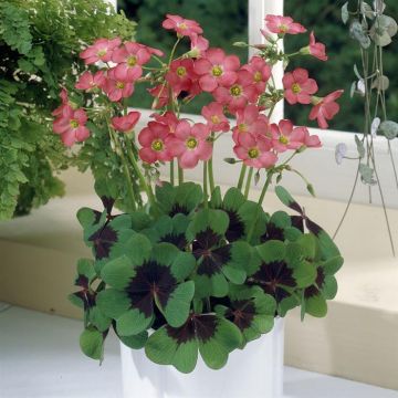 Oxalis tetraphylla Iron Cross