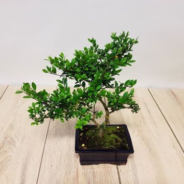 Bonsai Ilex 15 cm