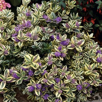 Hebe Variegata (tricolour) Hebe Variegata (tricolour)
