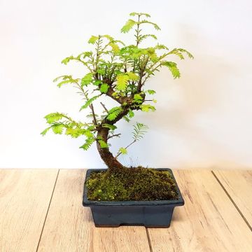 Bonsai Metasequoia S