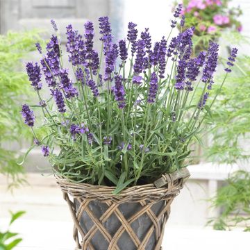 Lavandula ang. Havana (Ardesche Blue) Lavandula ang. Havana (Ardesche Blue)
