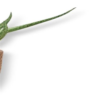 Aloe variegata 2