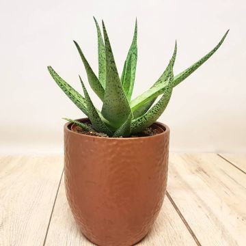 Aloe variegata 2