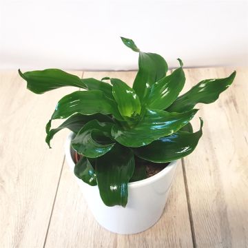 Dracaena Twist