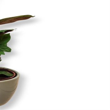 Calathea Freddie