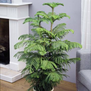 Araucaria heterophylla