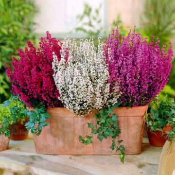 visi16080 (erica mix rood roze wit)