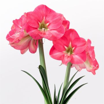 Amaryllis Susan V2