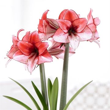 Amaryllis showmaster V2
