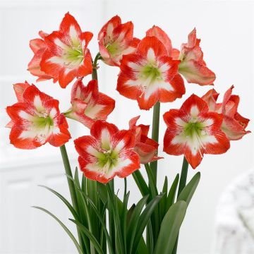 Amaryllis Minerva v3