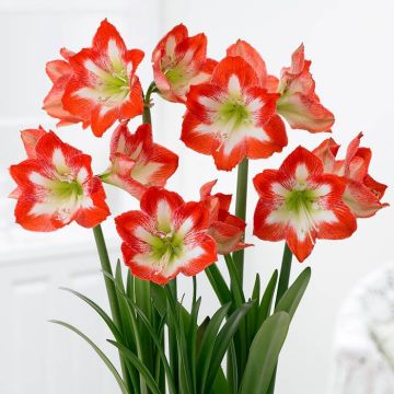 Amaryllis Minerva v3