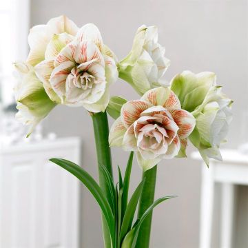 Amaryllis Nymph