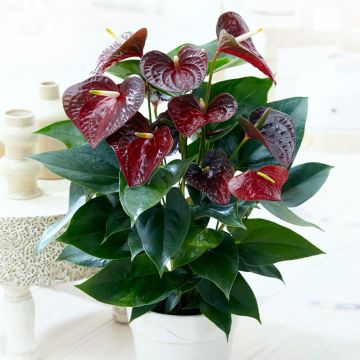 Anthurium brown v2