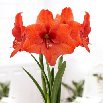 Amaryllis Naranja v2