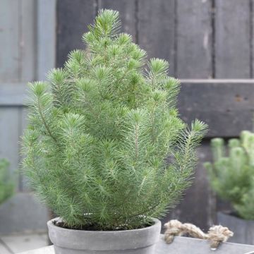 Pinus pinea Silver Crest