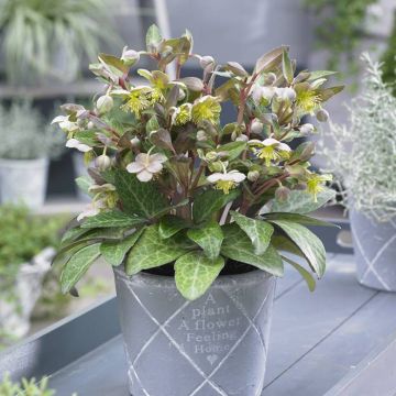 Helleborus lividus Purple