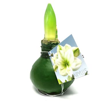 wax green