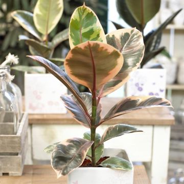 Ficus elastica Belize